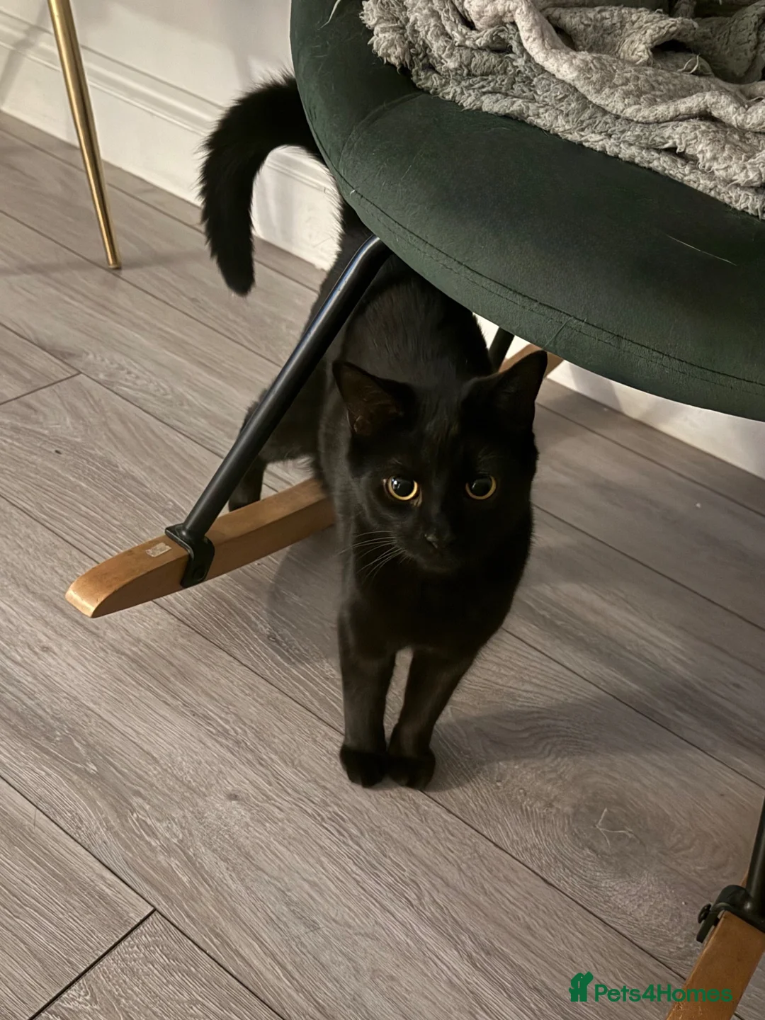 Mixed Breed cats for sale: Older kitten looking for a loving home - Advert 1