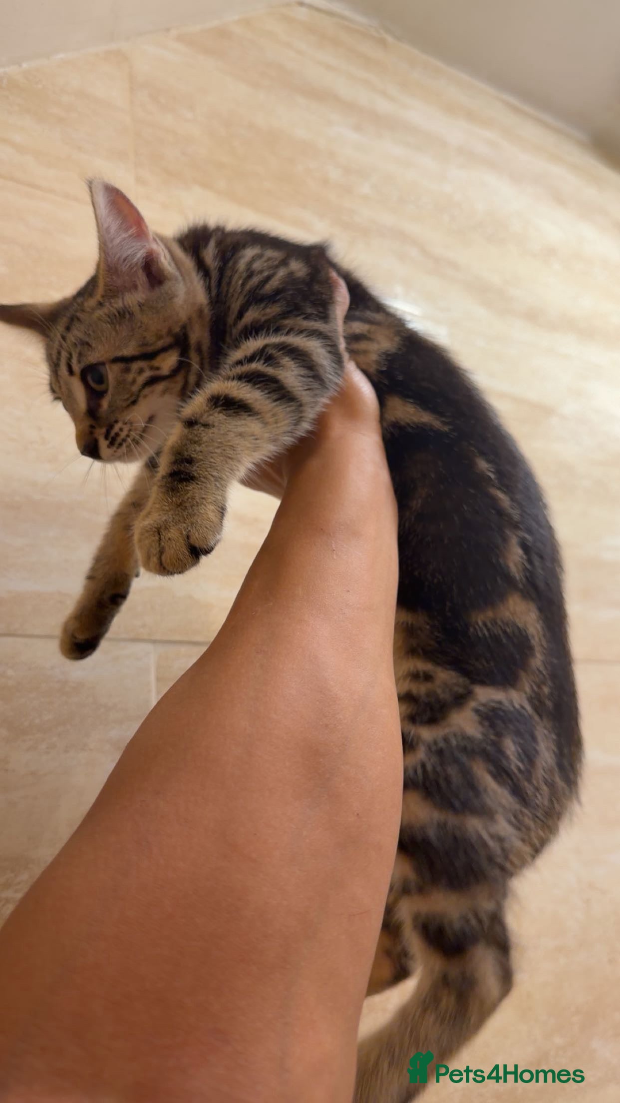 Mixed Breed cats for sale: BENGAL MIX KITTENS 4 SALE SOUTH LONDON - Advert 20