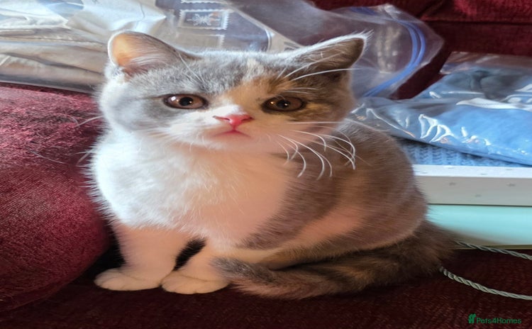 British Shorthair cats British Shorthairs Stunning Litter - Advert 2