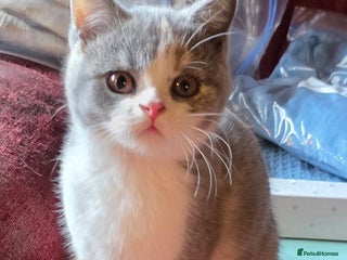 British Shorthair cats British Shorthairs Stunning Litter - Advert 6