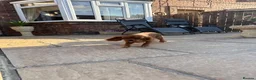 Cavalier King Charles Spaniel dogs for sale: KC 11 month old Cavalier girl  - Advert 4