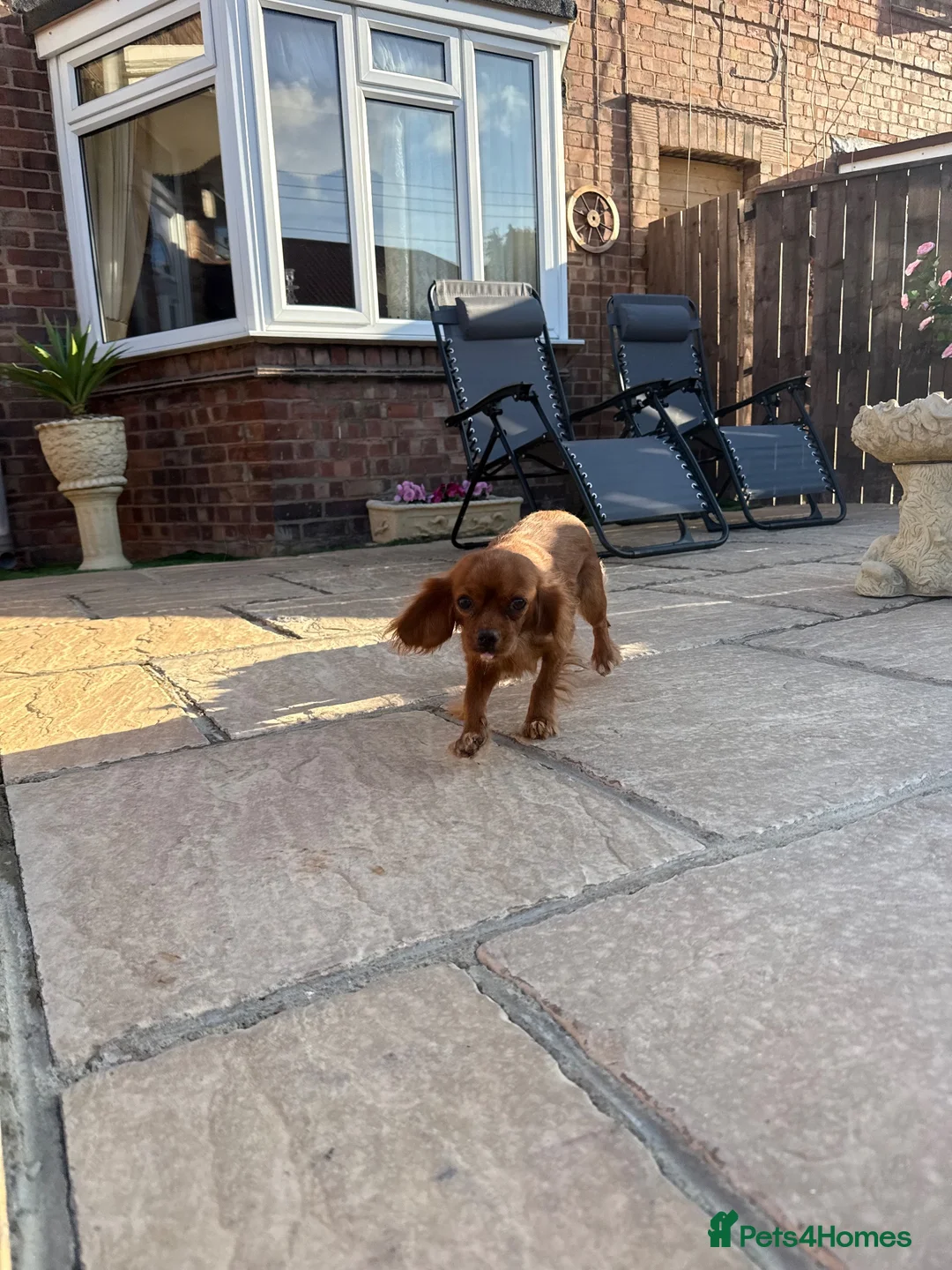 Cavalier King Charles Spaniel dogs for sale: KC 11 month old Cavalier girl  - Advert 4