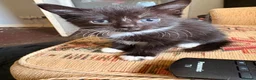 Mixed Breed cats for sale: Seven beautiful kittens that need new homes - Advert 7