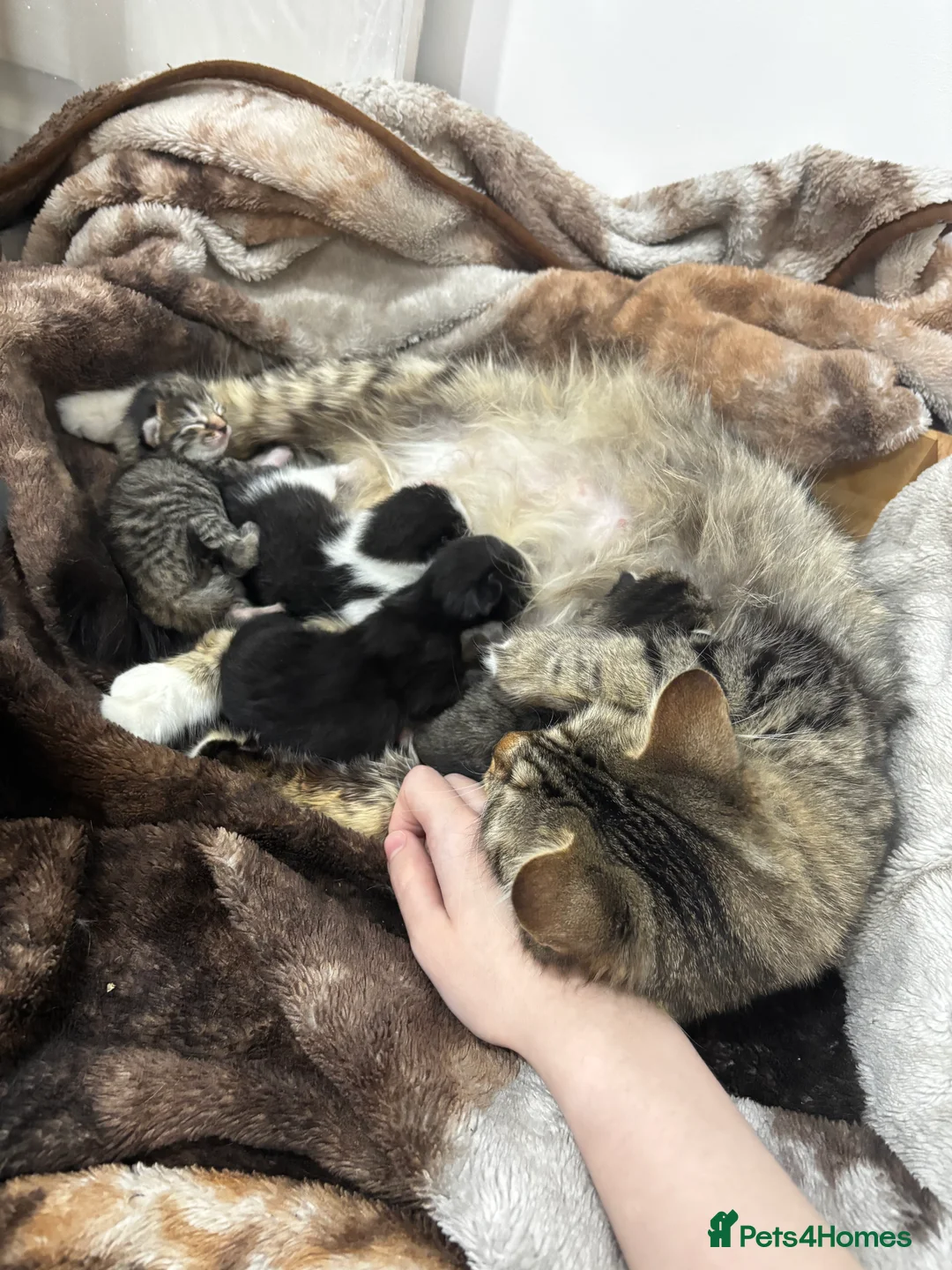 Norwegian Forest Cat cats for sale: norwegian mixes   - Advert 1