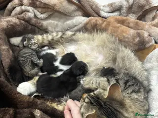 Norwegian Forest Cat cats norwegian mixes - Advert 13