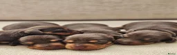Miniature Dachshund dogs for sale: Miniature Dachshund Chocolate/Tan KC Reg Puppies - Advert 16