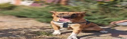 Mixed Breed dogs for adoption: ❤️🐶 LIRA – THE SOFTEST HEART - Advert 3