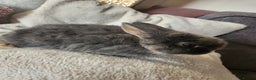 Lionhead rabbits for sale: Cute baby bunnies. Lionheads need a loving home.  - Advert 7