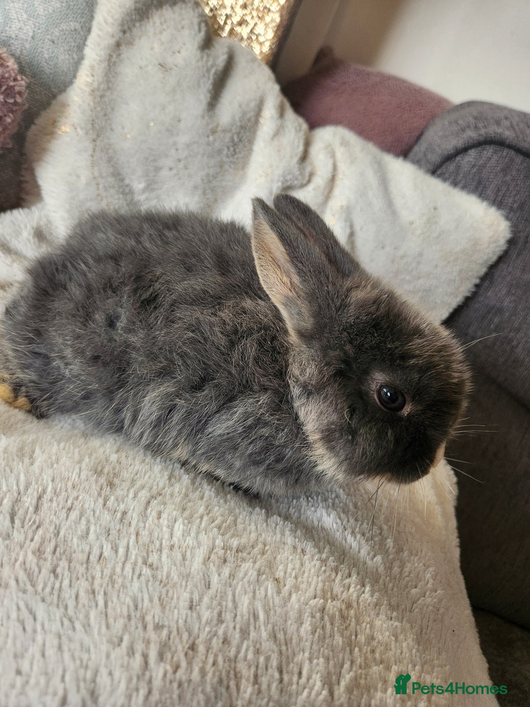 Lionhead rabbits for sale: Cute baby bunnies. Lionheads need a loving home.  - Advert 7