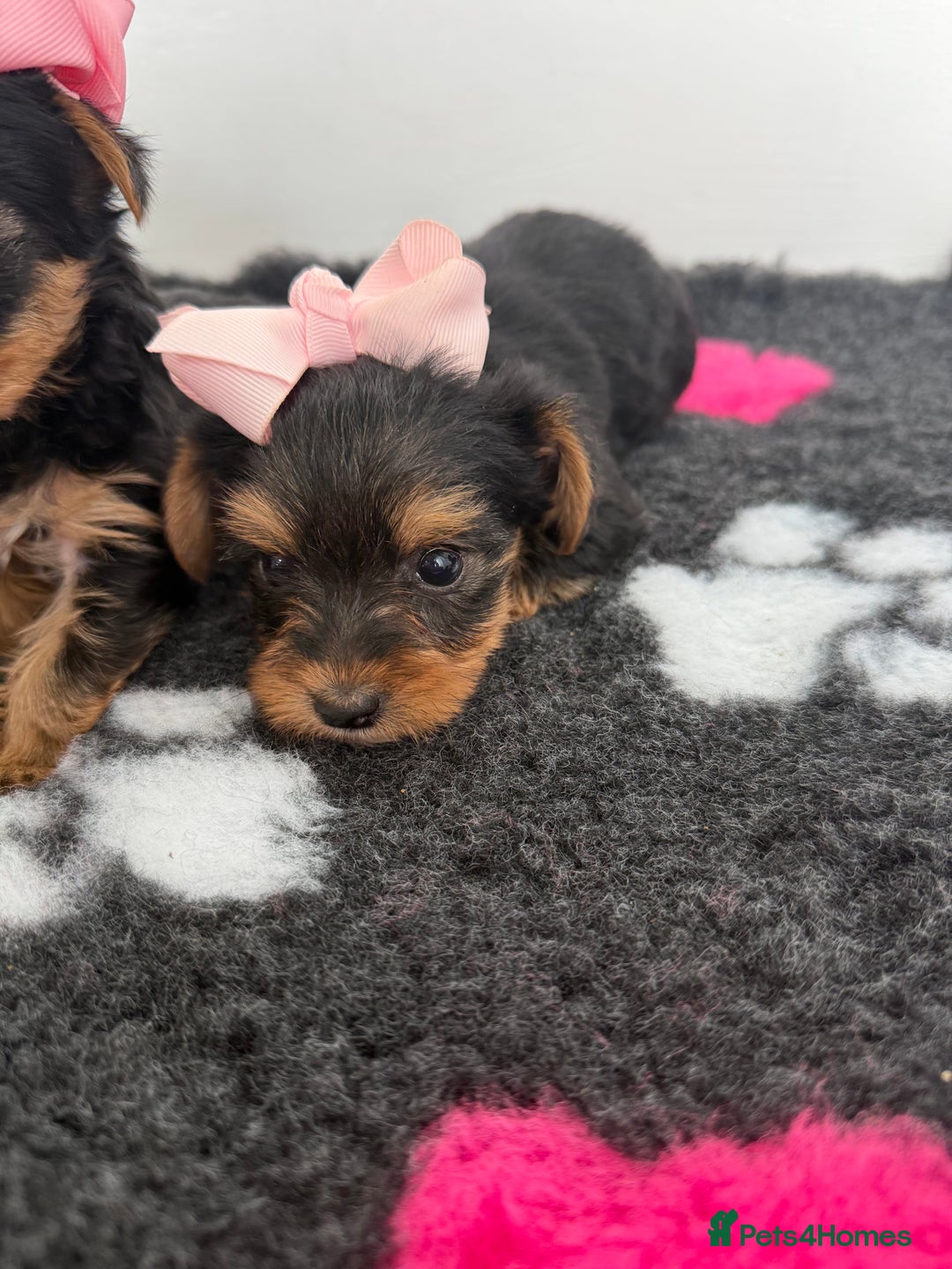 Yorkshire Terrier dogs for sale: Yorkshire Terrier Puppy 5 - 6 beautiful Yorkshire terriers  - Image 27