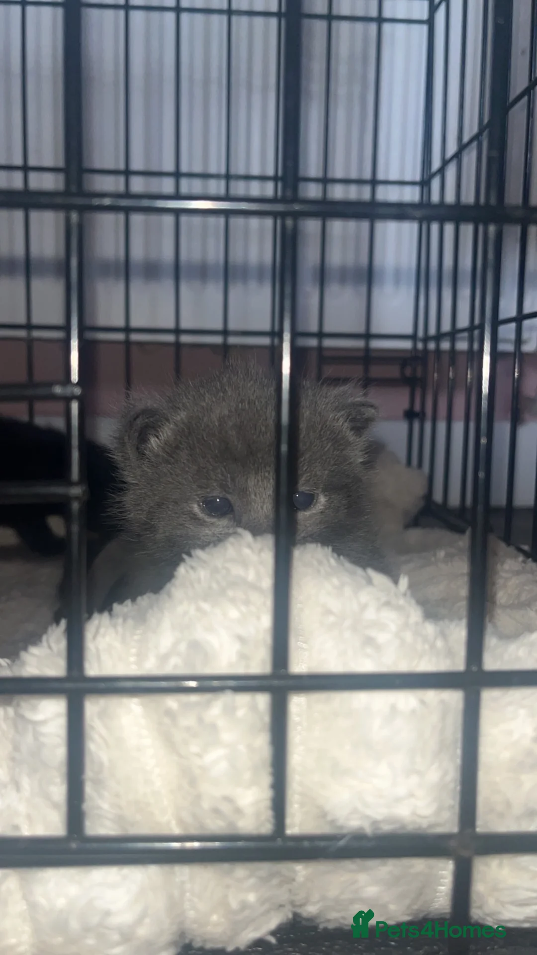 Mixed Breed cats for sale: 3 mixed kittens - Advert 1