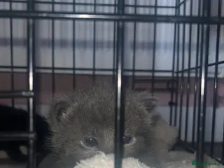 Mixed Breed cats 3 mixed kittens - Advert 6