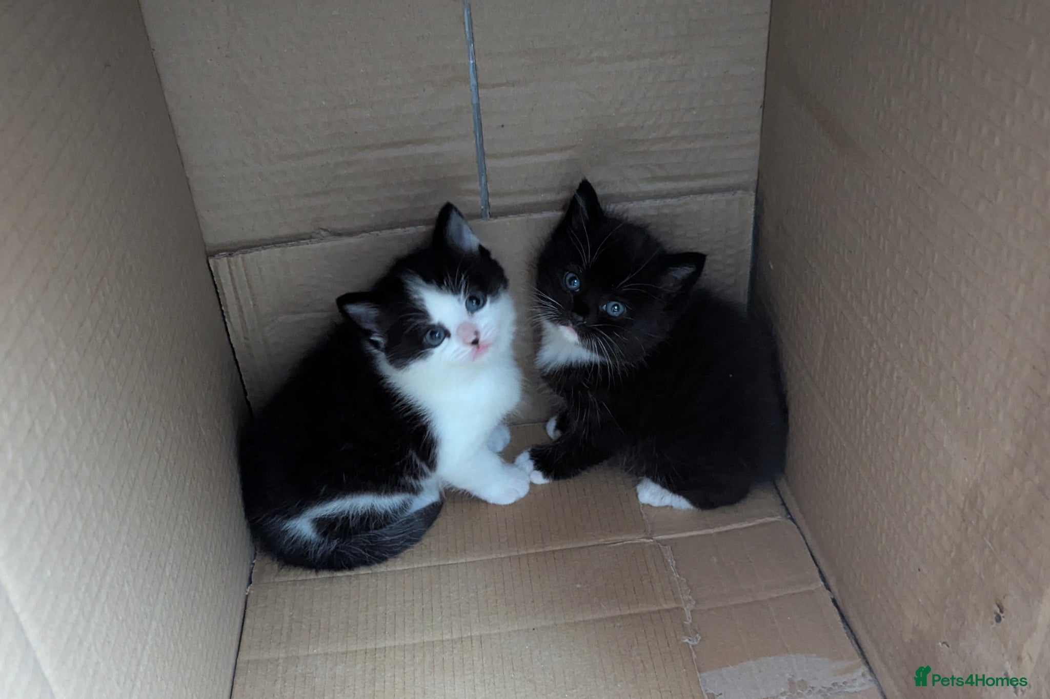 RagaMuffin cats Adorable playful Ragamuffin x longhair kittens - Advert 1