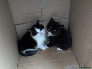 RagaMuffin cats Adorable playful Ragamuffin x longhair kittens - Advert 10