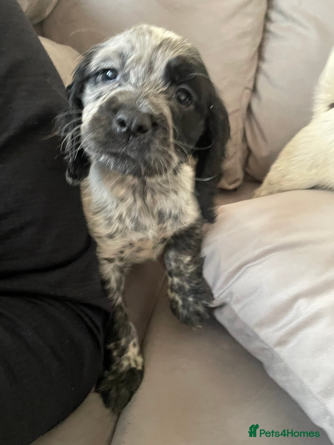 Cocker Spaniel dogs for sale: Healthy puppies - Image 14