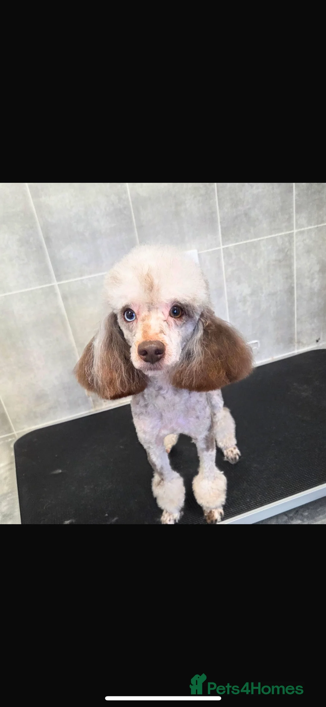 Mixed Breed dogs for sale: Superb CorgiPoo Puppies  - Advert 9