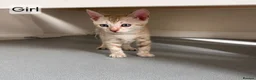 Bengal cats for sale: 🐆 Stunning Bengal Kittens – Gorgeous Rosettes - Advert 16