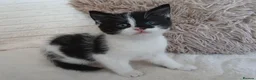 Mixed Breed cats for sale: Kittens for sale  in Middlesbrough - Advert 2