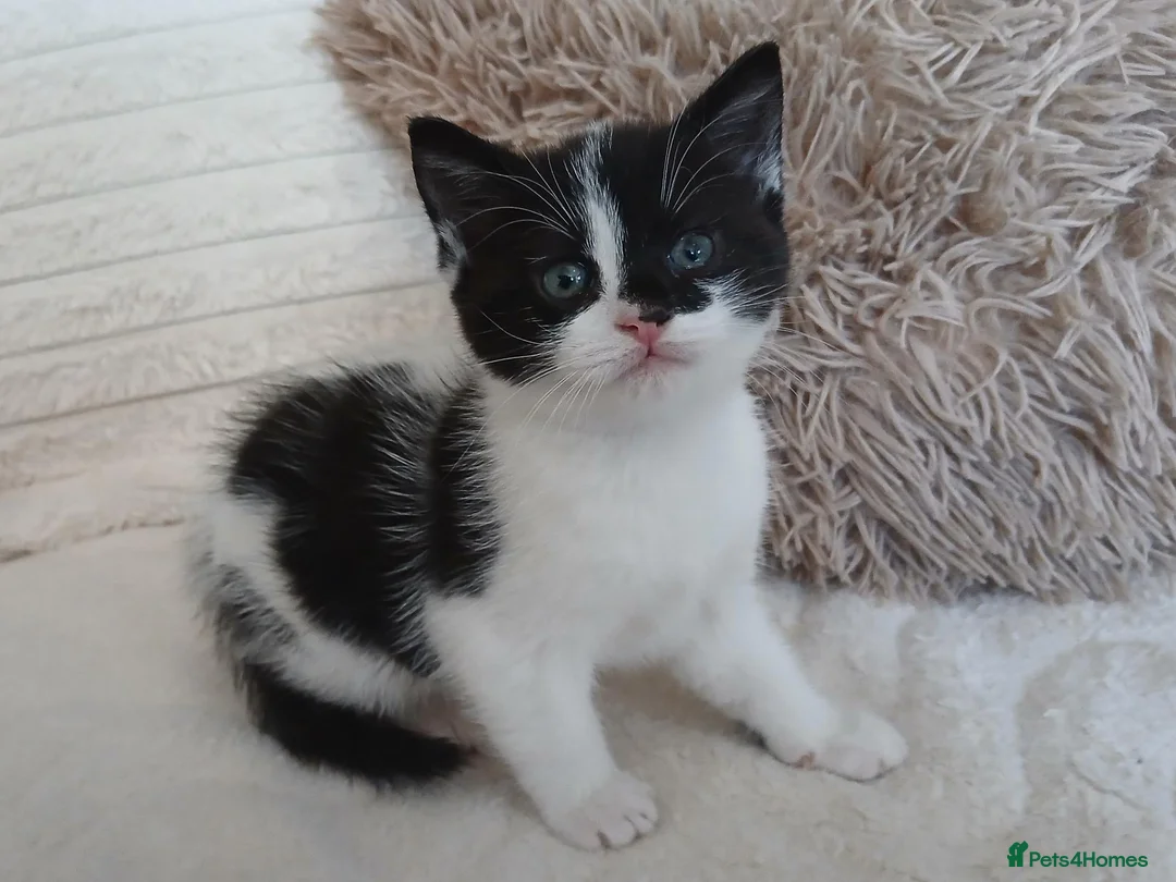 Mixed Breed cats for sale: Kittens for sale  in Middlesbrough - Advert 2