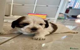 Mixed Breed dogs for sale: 🌟 One Girl left 🌟 Cock-a-Tzu Ready 12/8/25 - Image 12