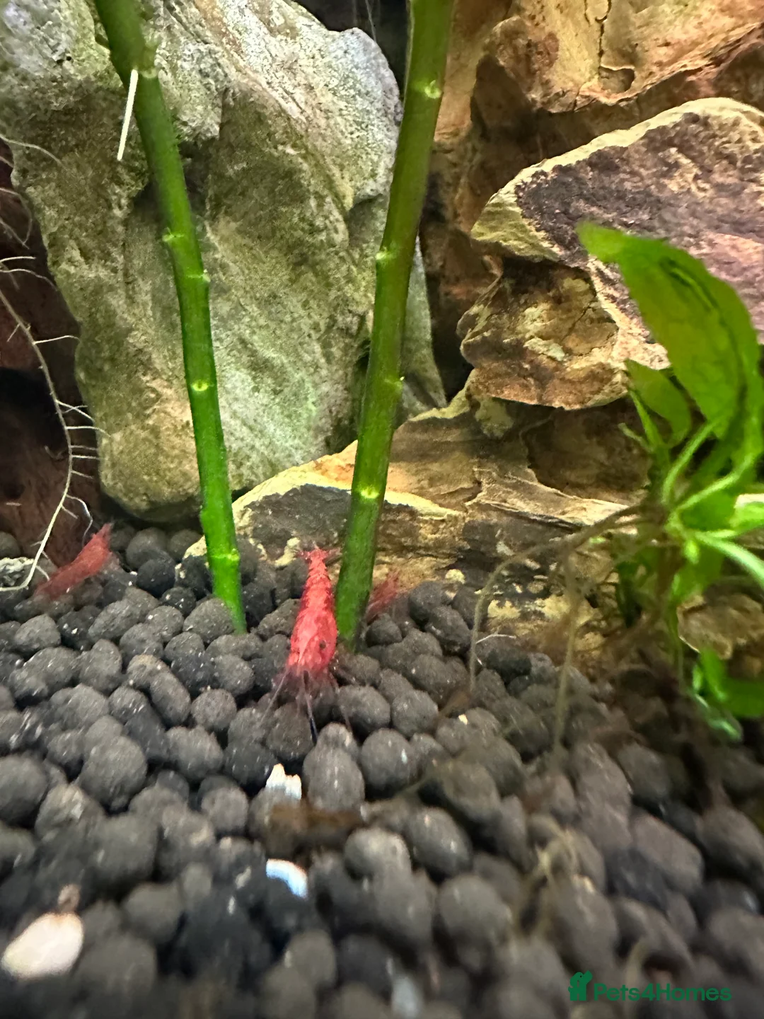 Plecos fish for sale: Juvenile bn plecos - cherry shrimp - swordtails - Advert 6