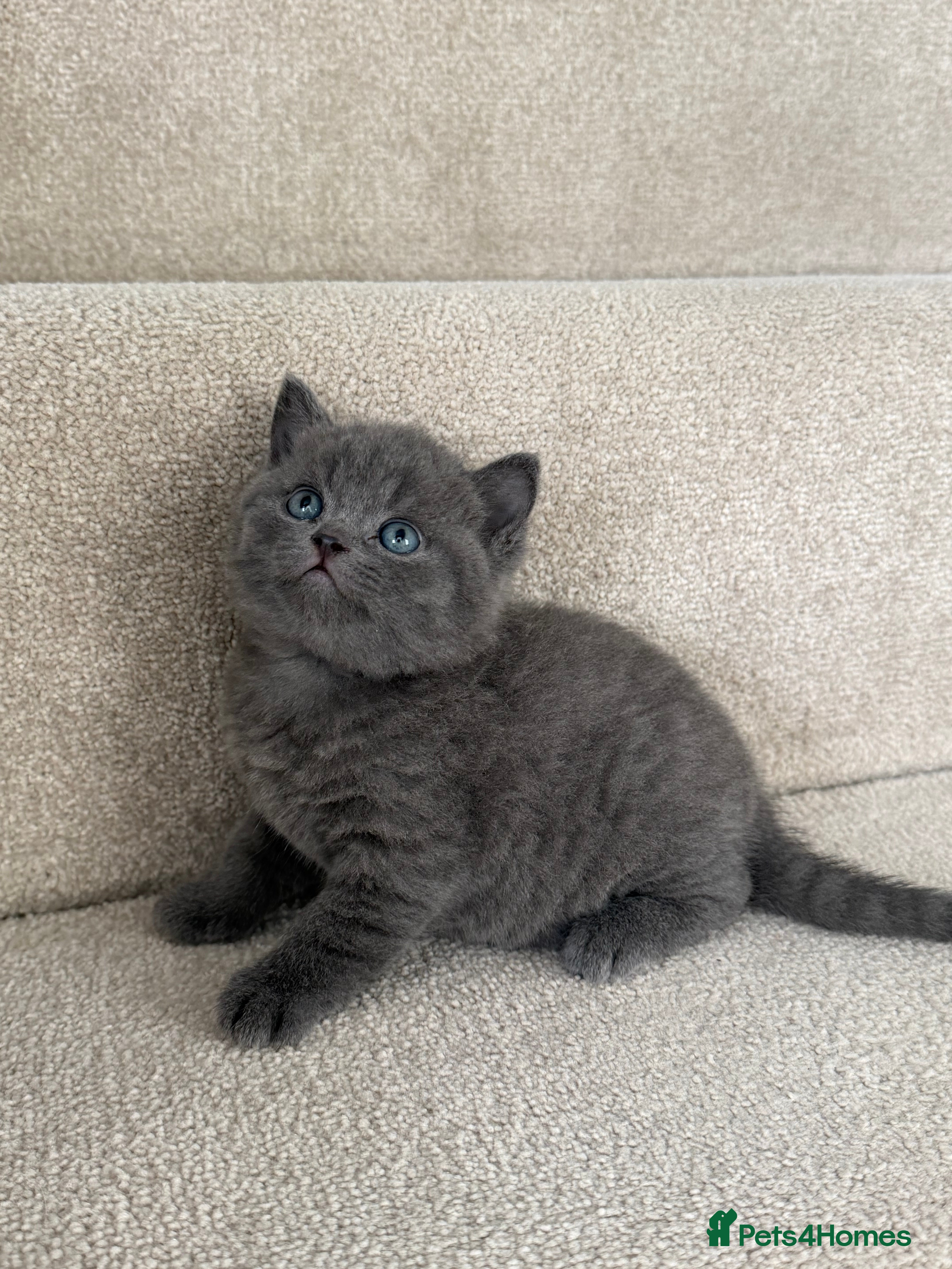 British Shorthair cats British Shorthair Ready for collection  - Advert 4