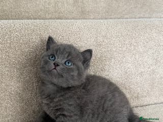British Shorthair cats British Shorthair Ready for collection - Advert 4
