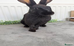 English Spot rabbits for sale: Old English spots ready to go to their new homes  - Image 9