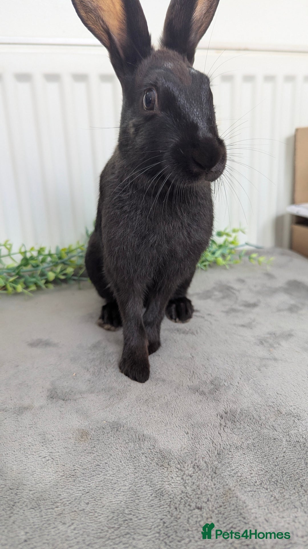 English Spot rabbits for sale: Old English spots ready to go to their new homes  - Image 9
