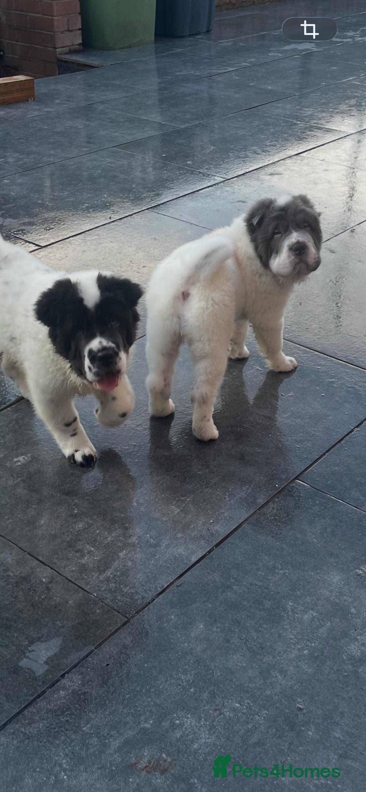 Shar Pei dogs **  kc reg 1 girl 1 boy left fully vac ** - Advert 5