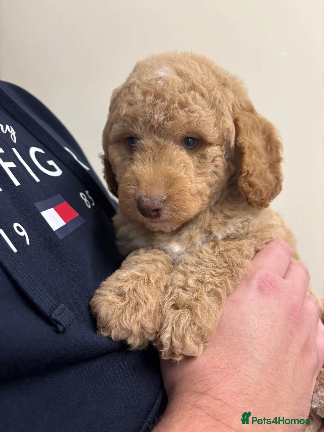 Labradoodle dogs for sale: Miniature Labradoodle puppies - Advert 32