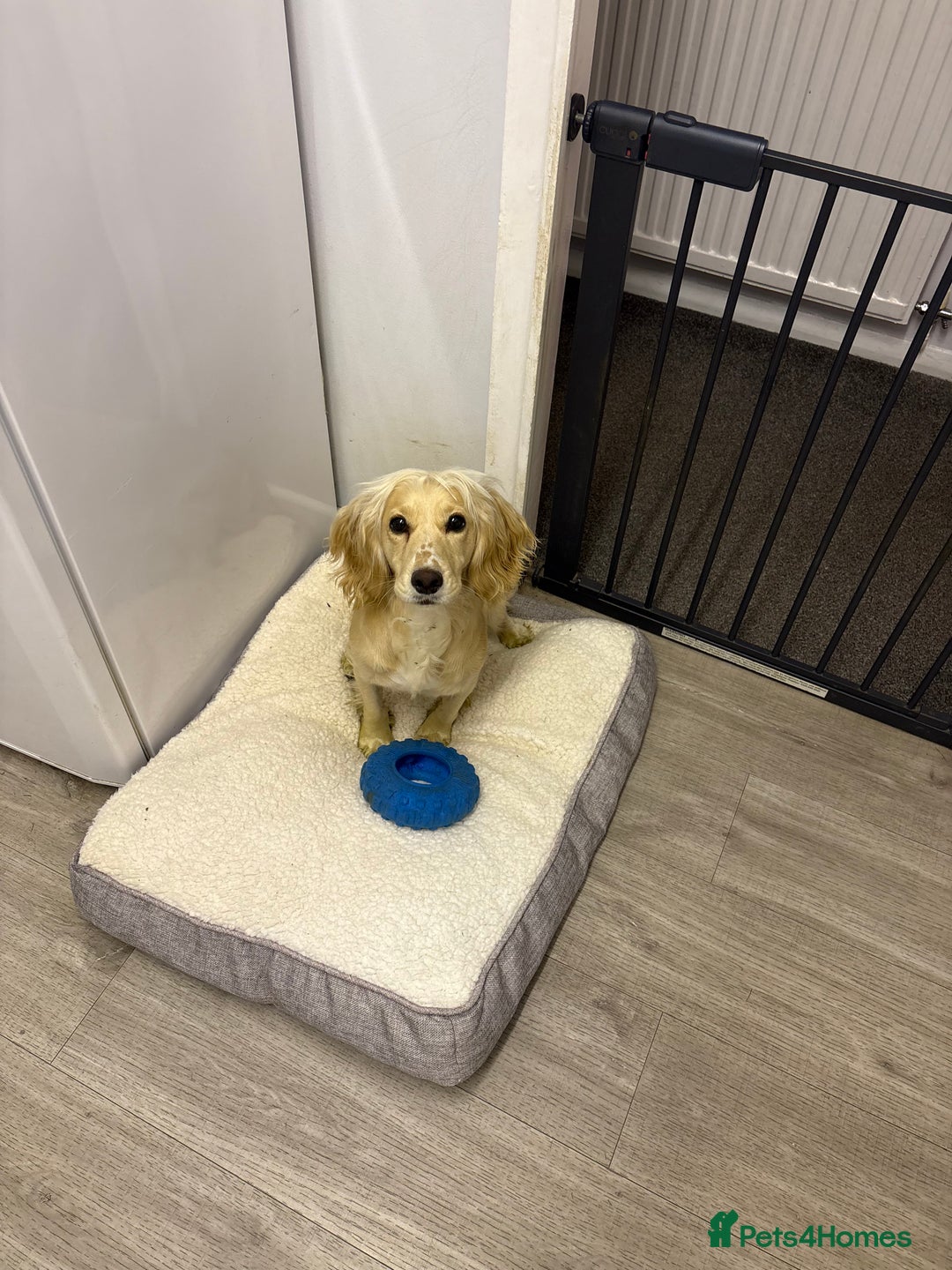 Cocker Spaniel dogs for sale: Ruby  - Image 5