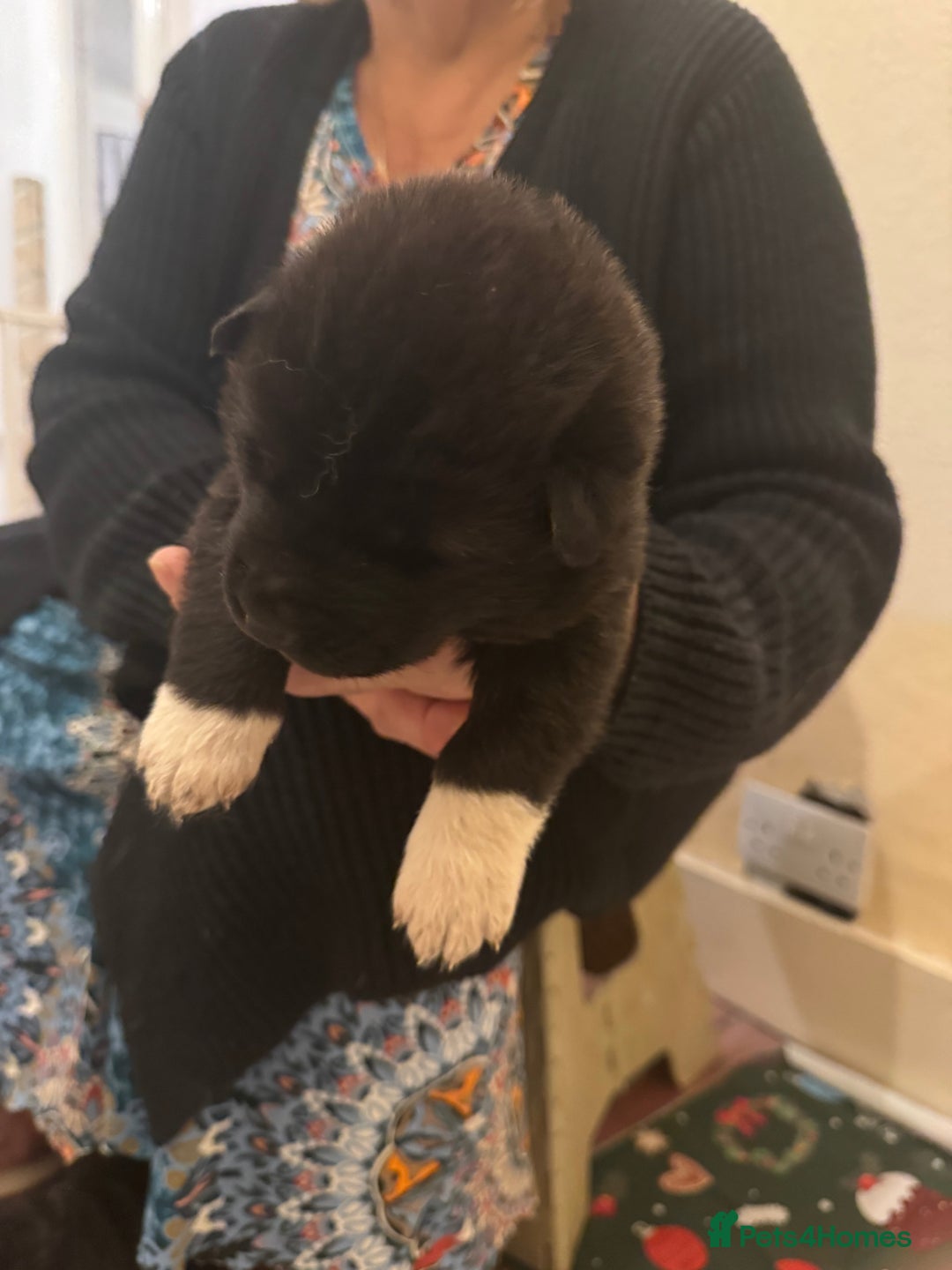 Akita dogs for sale: Black Mask American Akita Puppies - Advert 13