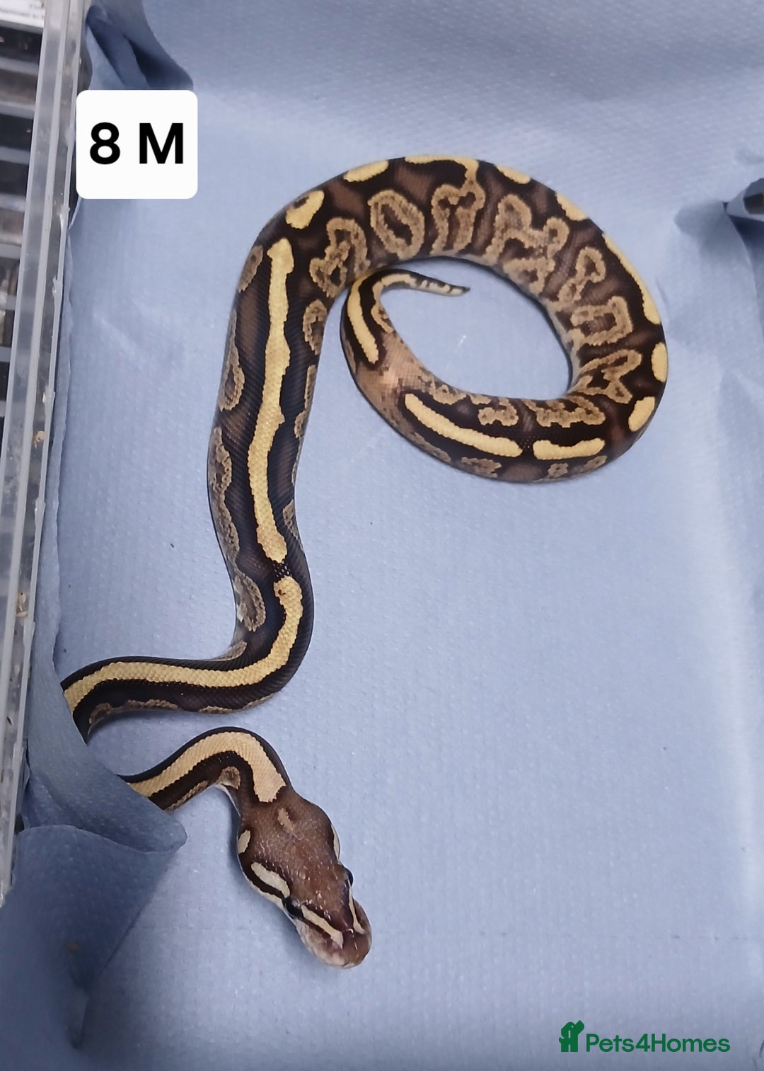 Python Snake reptiles for sale: Royal Python Morph Hatchlings  - Image 16