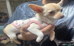 Chihuahua dogs for sale: 3 small chihuahua puppies  - Image 12