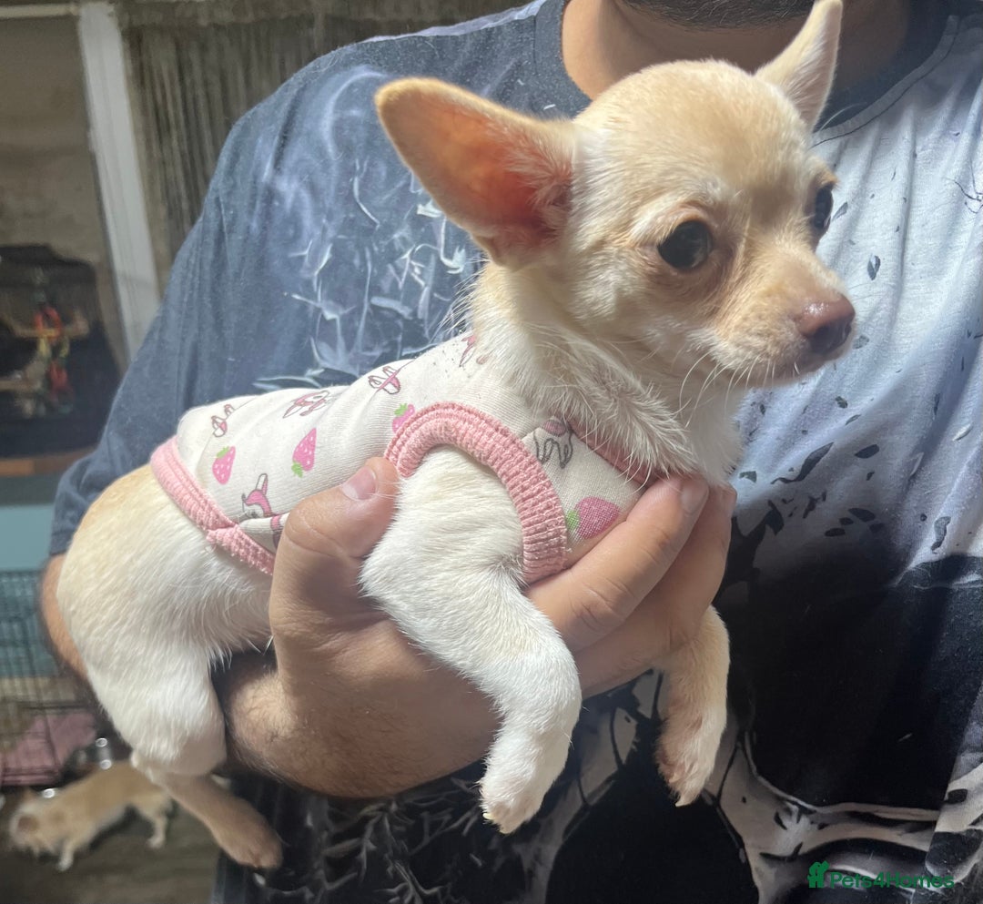 Chihuahua dogs for sale: 3 small chihuahua puppies  - Image 12