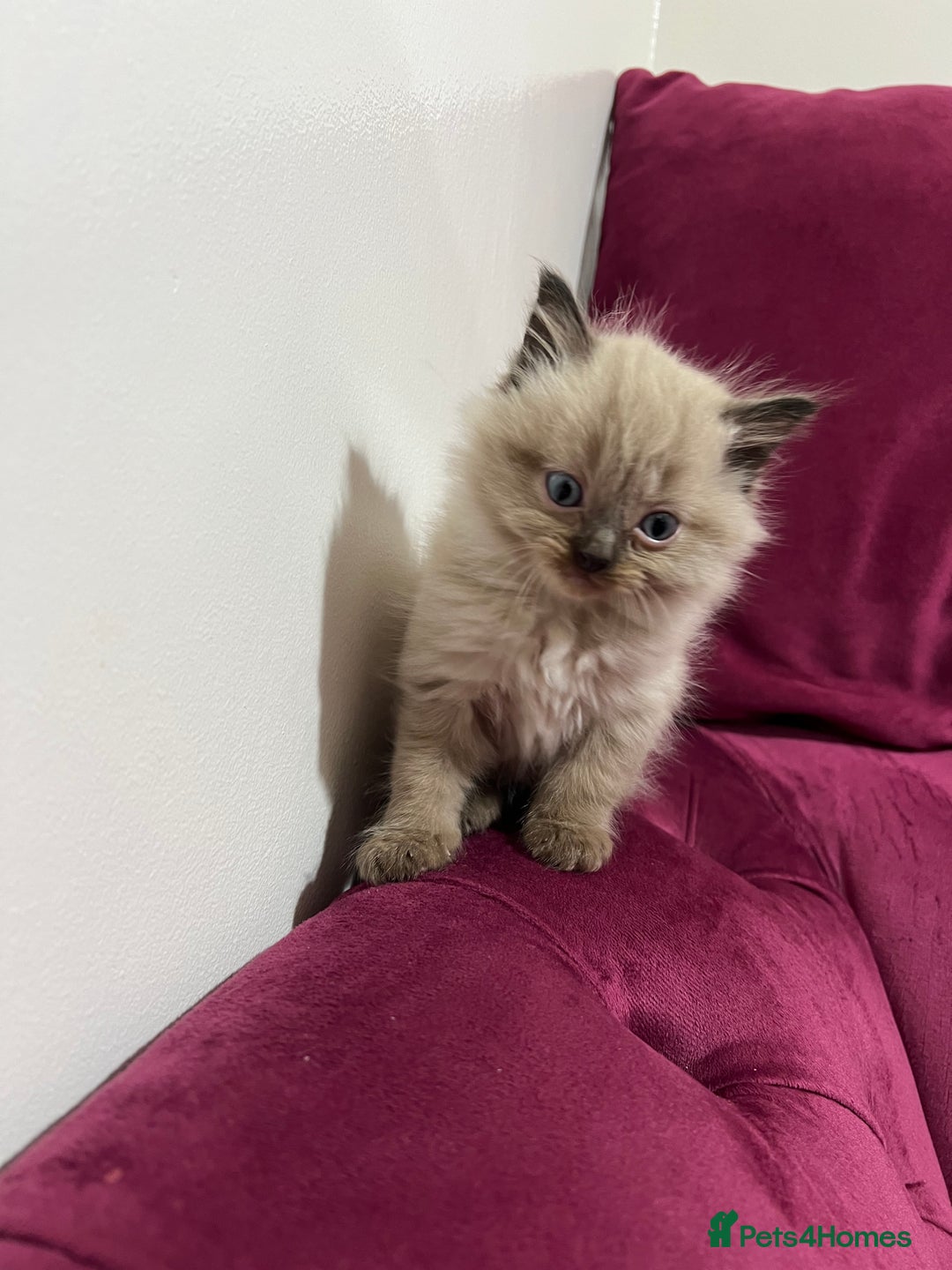 Ragdoll cats for sale: Beautiful Ragdoll Kittens Available  - Advert 7