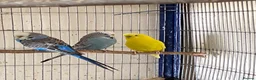 Budgerigars birds for sale: 5 Budgies for sale  - Advert 4
