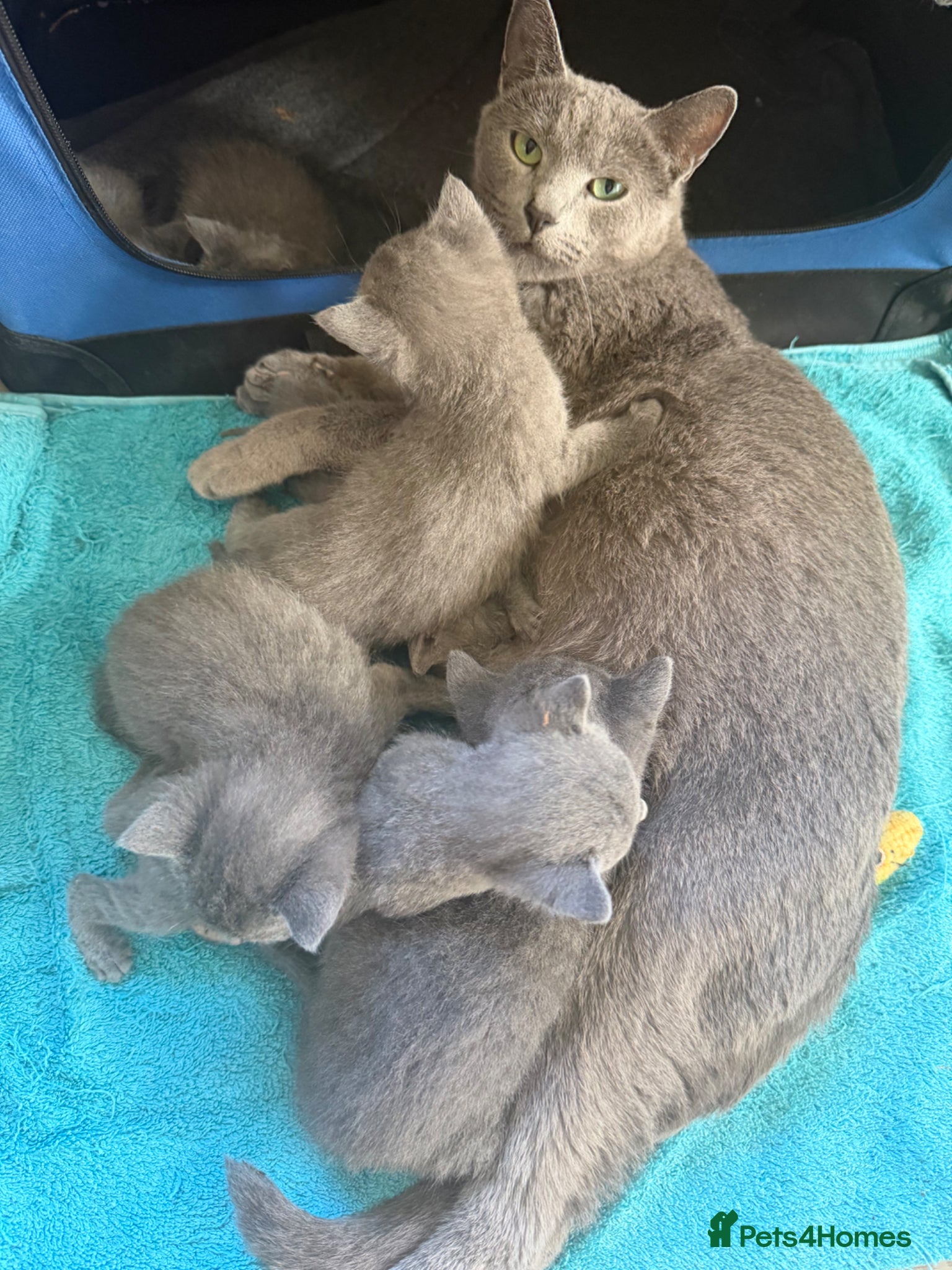 Russian Blue cats Beautiful Russian Blue Kittens - Advert 2