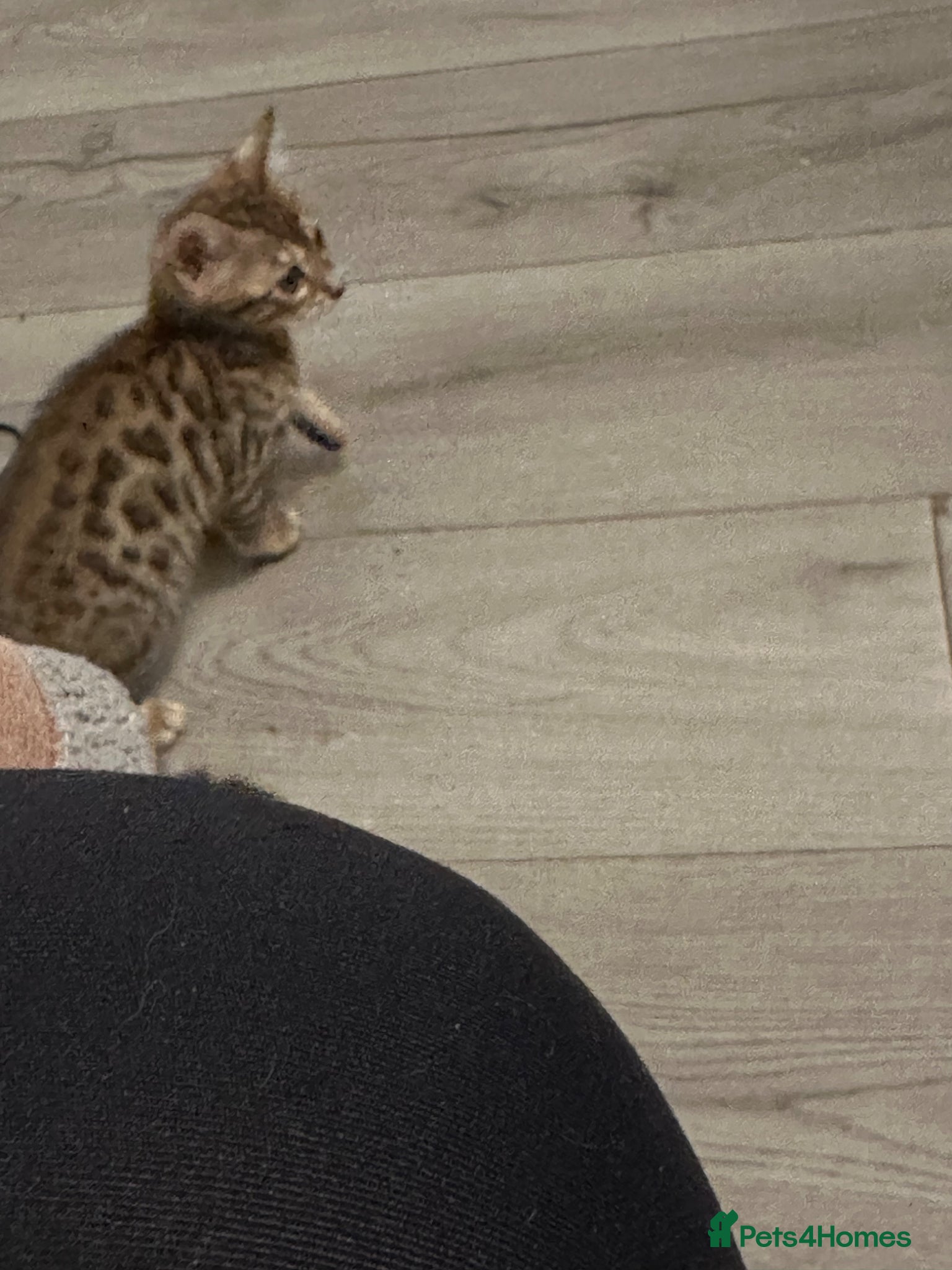 Bengal cats Bengal girl - Advert 2