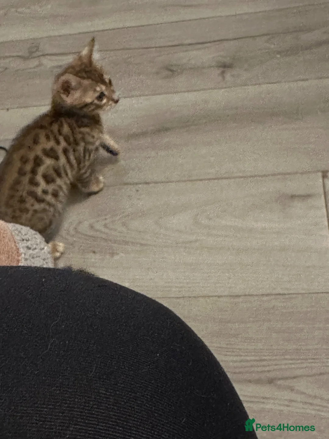 Bengal cats for sale: Bengal girl - Advert 1