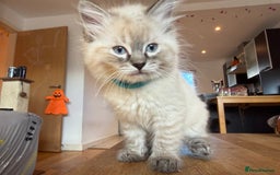 Ragdoll cats for sale: Ragdoll Kittens for Sale - Image 27