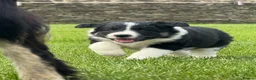 Border Collie dogs for sale: Border Collie Puppy’s litter of 6 gorgeous pups.  - Advert 8