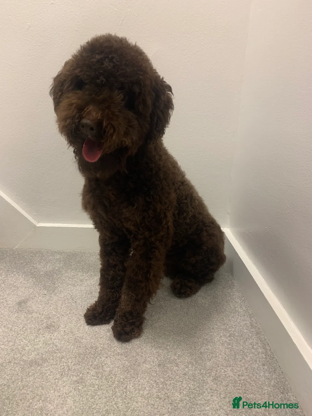 Miniature Poodle dogs for stud: Miniature poodle KC registered and health checked - Advert 3