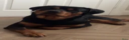Rottweiler dogs for stud: Roscoe - Advert 2