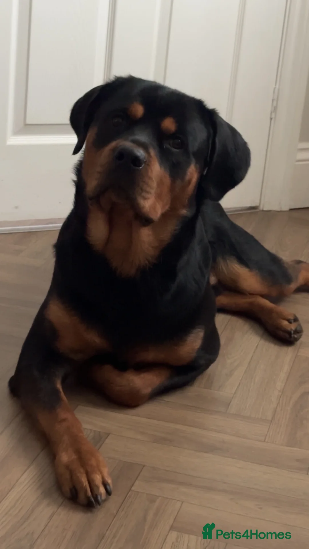 Rottweiler dogs for stud: Roscoe - Advert 2