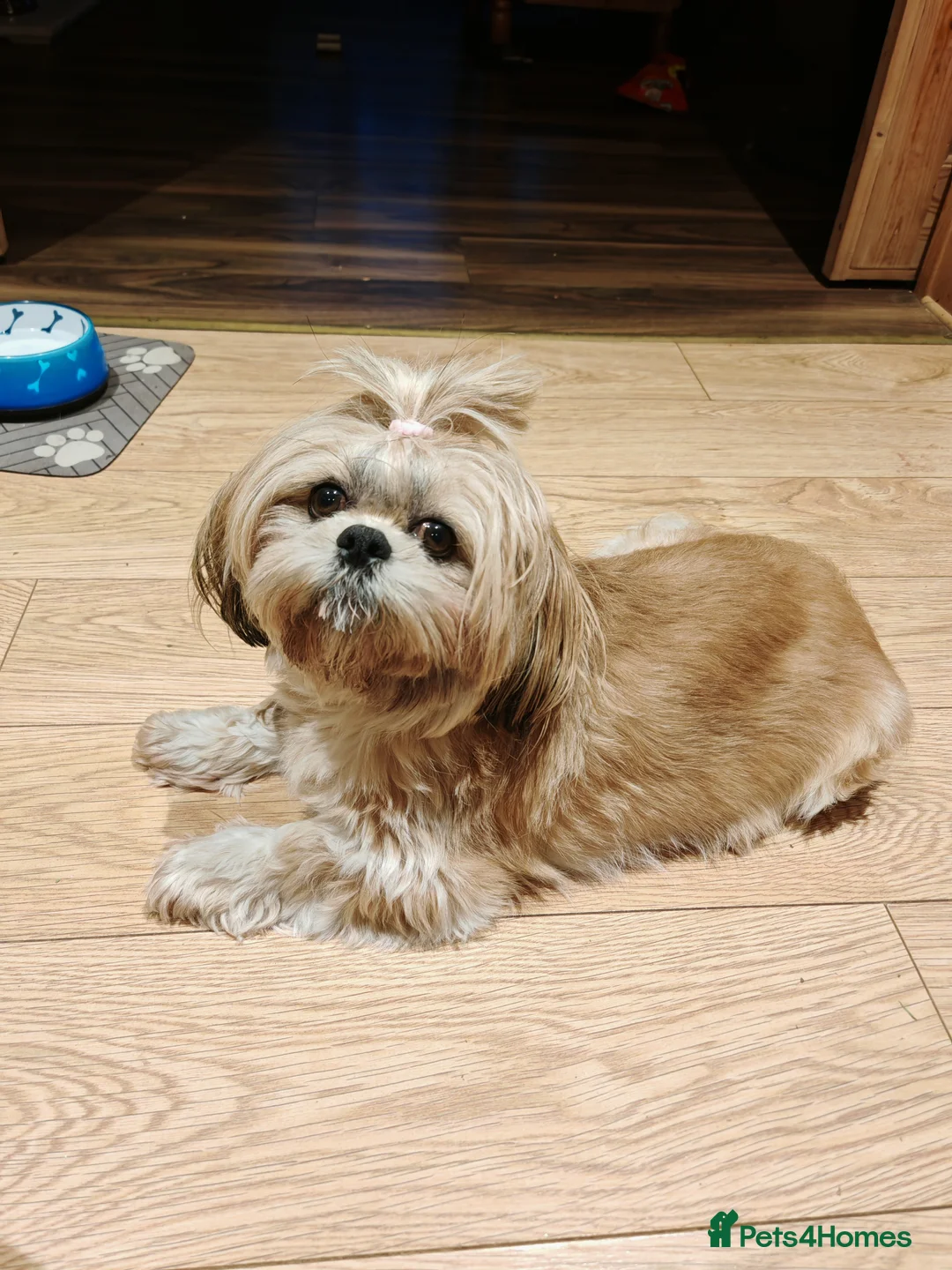 Shih Tzu dogs for sale: ❤️Beautiful pure bred shih tzu.😍😘 - Advert 3