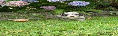 Cockapoo 1