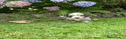 Cockapoo dogs for sale: 6 beautiful F1 cockapoo pups for sale in Neath - Advert 16