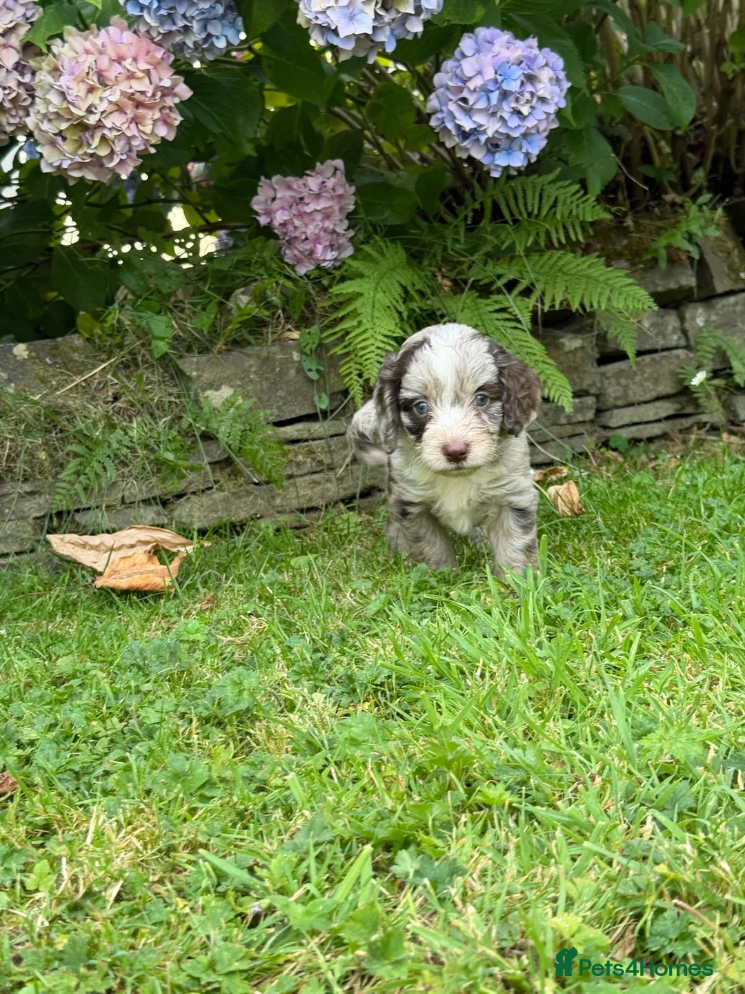 Cockapoo dogs for sale: 6 beautiful F1 cockapoo pups for sale in Neath - Advert 16